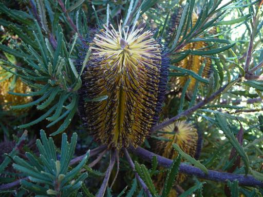 Banksia  cunninghamii - 