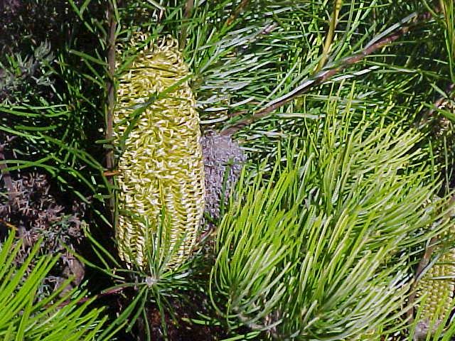 Banksia  Giant  Candles - 