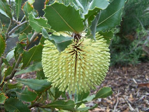 Banksia  lemanniana - 