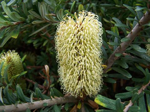 Banksia  marginata  bright - 