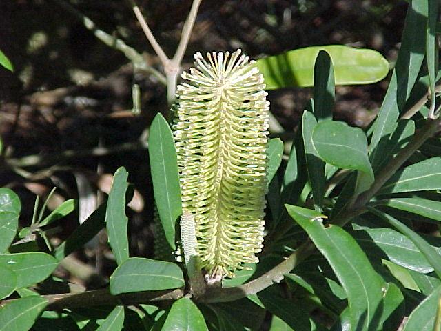 Banksia  marginata - Silver  Honeysuckle 