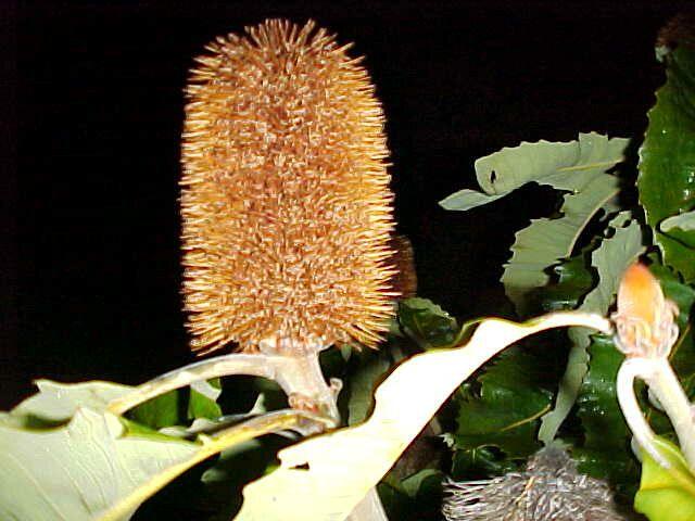 Banksia  robur - Swamp  Banksia