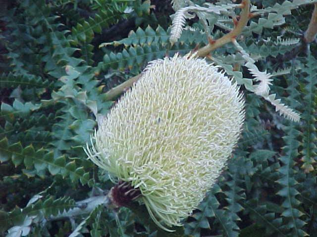 Banksia  speciosa - Showy  Banksia