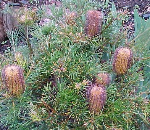 Banksia  spinulosa  dwarf - 