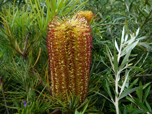Banksia  spinulosa  maroon - 