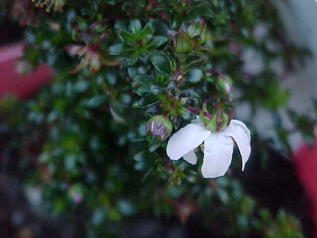 Bauera  rubioides  compact  white - 