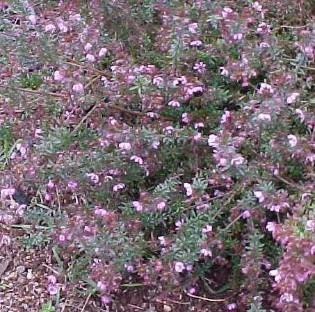 Bauera  rubioides  light  pink - River  Rose