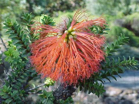 Beaufortia  sparsa - Gravel  Bottlebrush