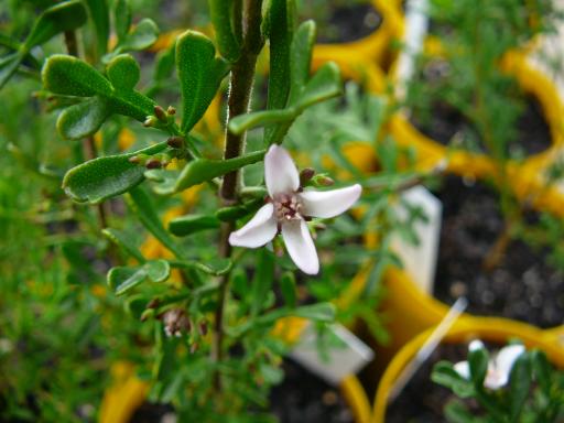 Boronia  anemonifolia - Stinky  Boronia