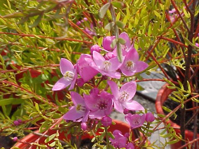 Boronia pinnata pink - Pinnate Boronia - Australian Native Plant