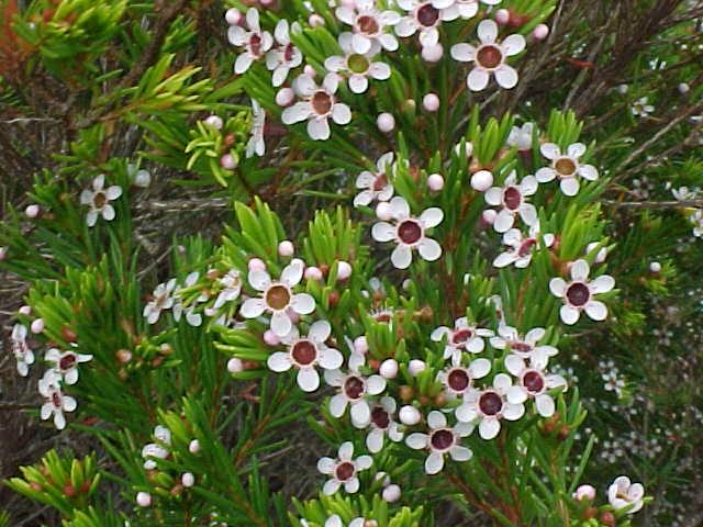 Chamaelaucium  floriferum - Wax  Flower
