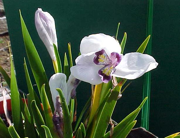 Diplarrena  latifolia - Tas.  Native  Iris