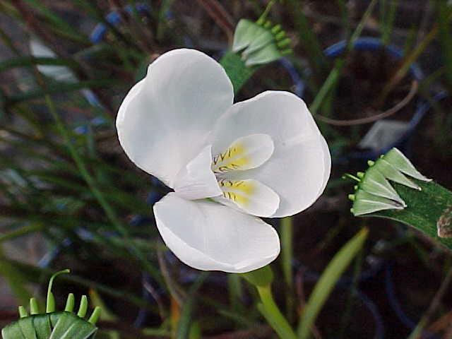Diplarrena   moraea - White  Flag  Iris