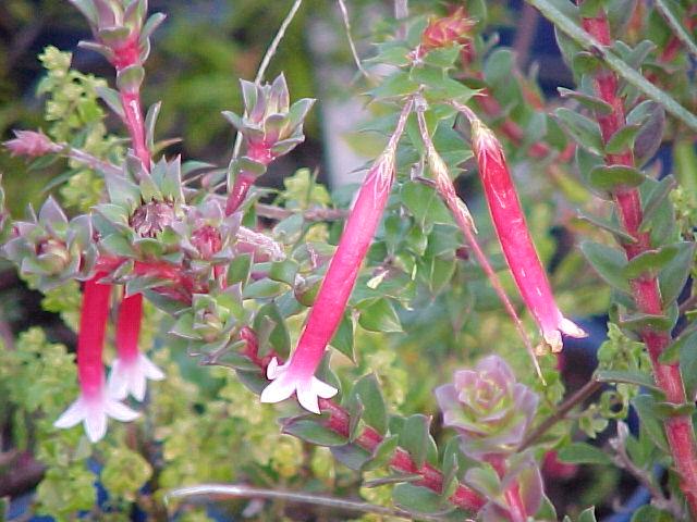 Epacris  longiflora - Fuschia  Heath