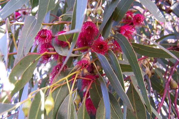 Eucalyptus  leucoxylon  rosea - Small  Fruited  Yellow  Gum
