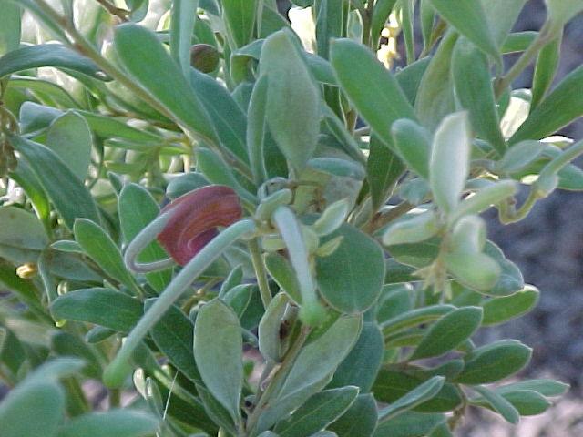 Grevillea  arenaria - 
