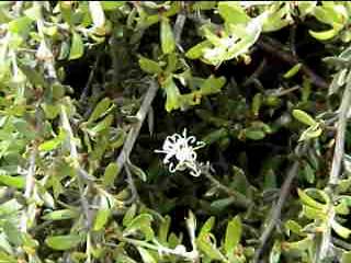 Grevillea  australis  prostrate - Tas.  Alpine  Grevillea