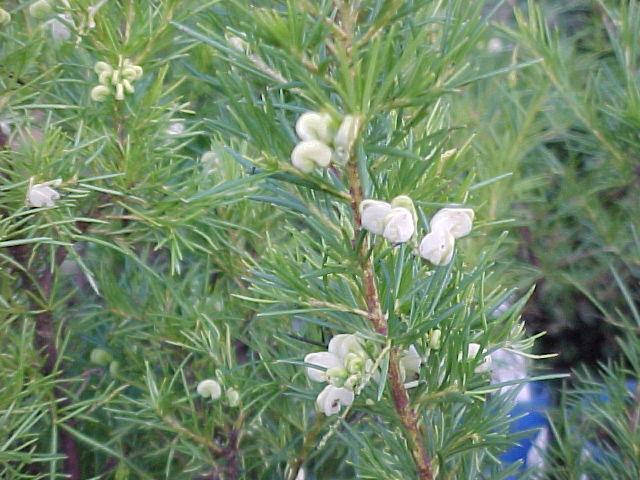 Grevillea  rosmarinifolia  lutea - 