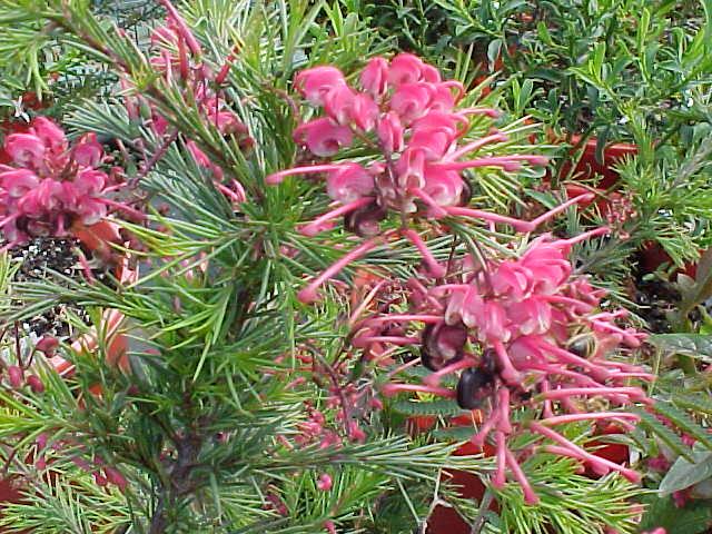 Grevillea  rosmarinifolia  nana - 
