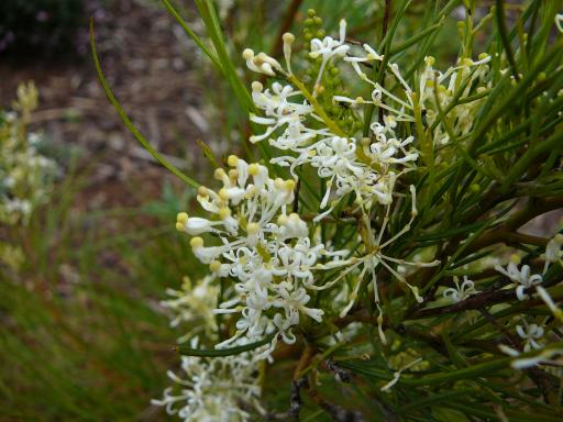 Grevillea  teretifolia  hybrid - 
