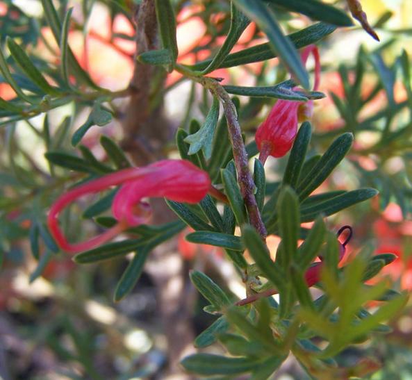 Grevillea  thelemanniana  Red  Wings - 