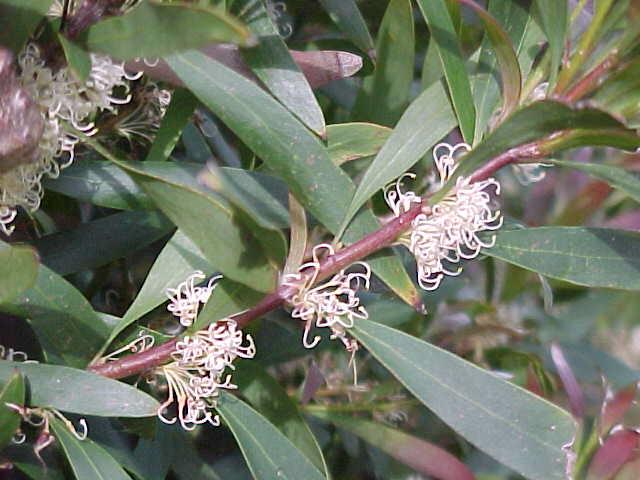 Hakea  salicifolia - Willow  leaf  Hakea
