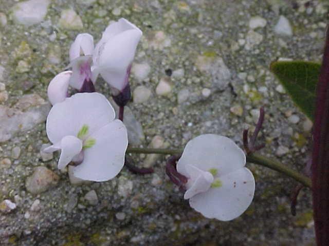 Hardenbergia  White  Racemes - 