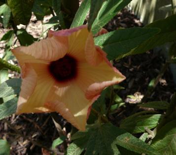 Hibiscus  heterophyllus  pink - 