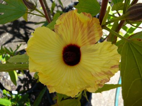 Hibiscus  heterophyllus  yellow - 