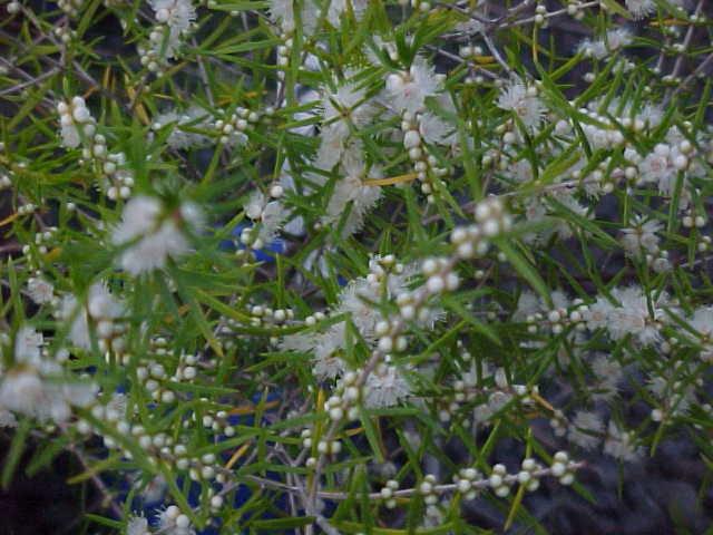 Hypocalymma  angustifolium white - White  Flowered  Myrtle