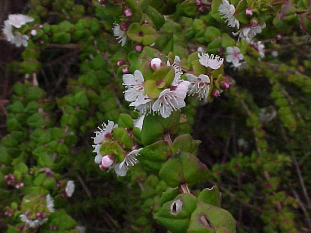 Hypocalymma  cordifolium - 