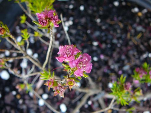 Kunzea  pauciflora - 
