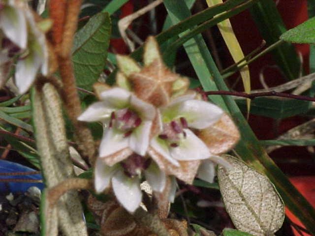 Lasiopetalum  macrophyllum - Prostrate  Velvet  Bush