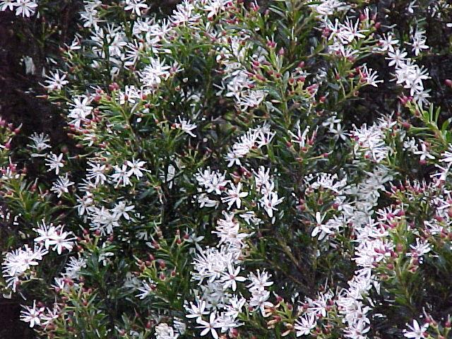 Leionema  lamprophyllum - Shiny  Leionema