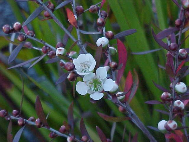 Leptospermum  Copper  Glow - L. morrisonii hybrid