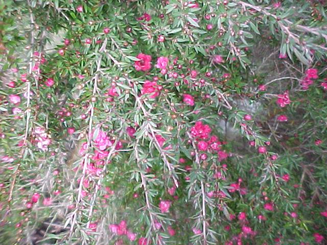 Leptospermum  Jubilee  Pink - L. scoparium  hybrid