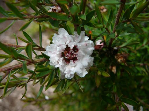 Leptospermum  Jubilee  white - L. scoparium  hybrid