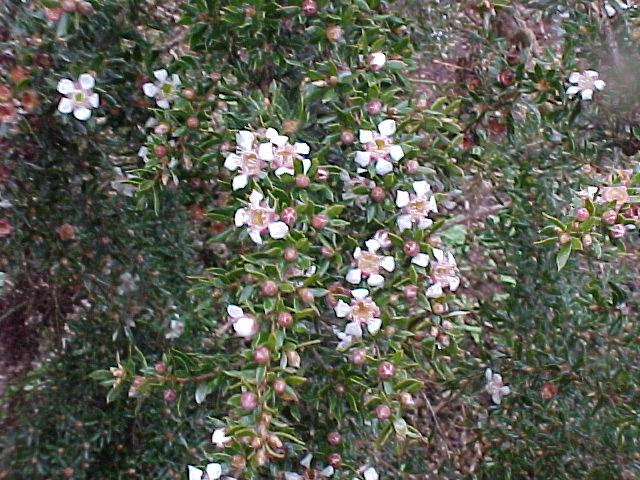 Leptospermum  lanigerum  low - Weeping  Grey  Tea  Tree