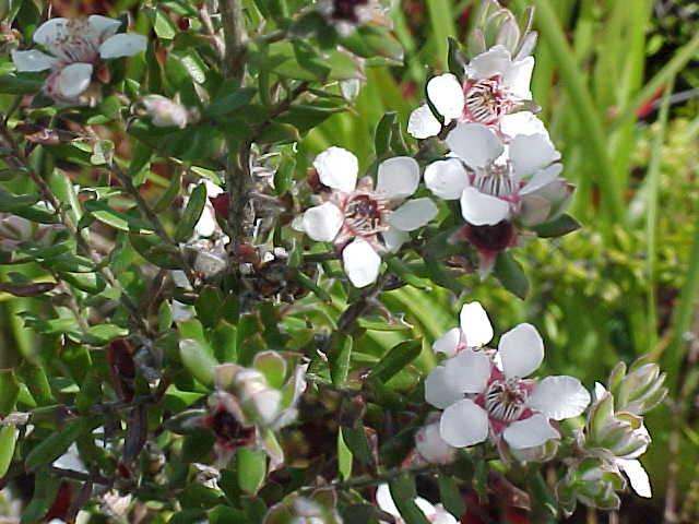 Leptospermum  lanigerum - Woolly  Tea  Tree