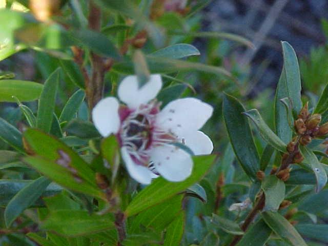 Leptospermum  riparium - River  Tea  Tree