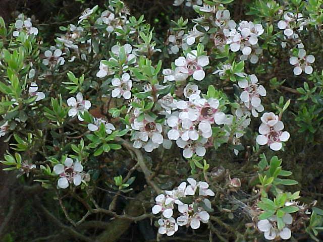 Leptospermum  rupestre - Mountain  Tea  Tree