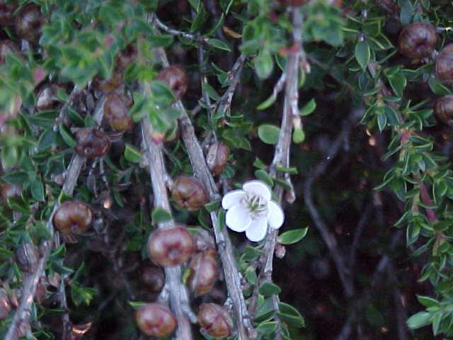 Leptospermum  scoparium  prostrate - 