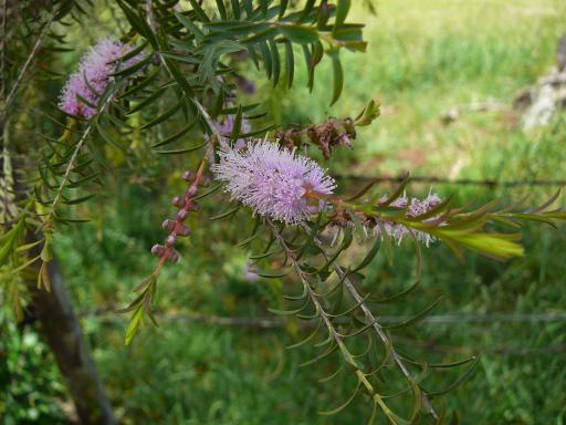 Melaleuca  armillaris  mauve - Bracelet  Honey  Myrtle