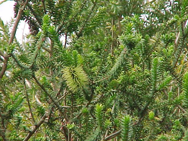 Melaleuca  diosmifolia - Green  Honey  Myrtle