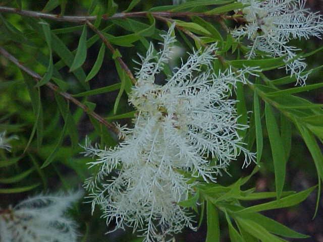 Melaleuca  linariifolia - Snow  in  Summer