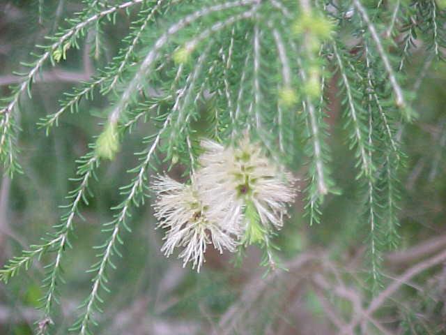 Melaleuca  microphylla - 