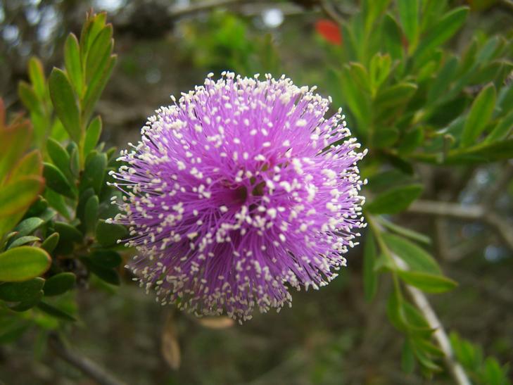 Melaleuca  nesophila - Purple  Pom  Poms