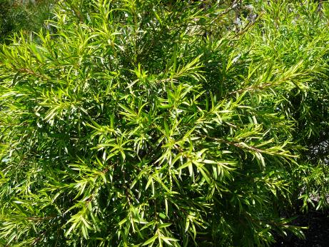 Melaleuca  Revolution  Green - M. bracteata  hybrid