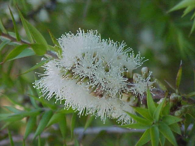 Melaleuca  styphelioides - Prickly  Paperbark