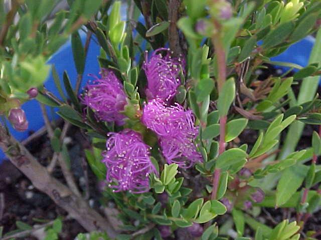 Melaleuca  thymifolia - Thyme  Honey  Myrtle
